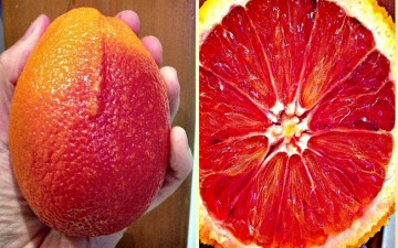 Blood-Oranges-