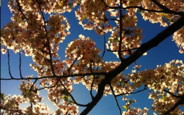 Cherry-Blossom-Weather